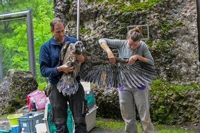 «Goldauer» Bartgeier erfolgreich ausgewildert
