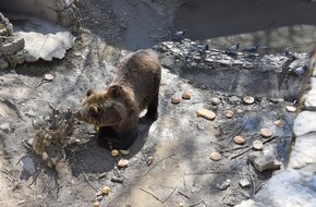 VIER PFOTEN - Stiftung für Tierschutz: Die Bären Sam und Jamila treffen am 20. Mai 2022 im Arosa Bärenland ein