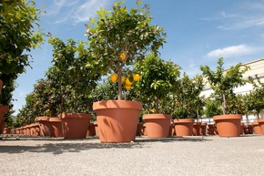 Belles plantes siciliennes sur les balcons de Suisse