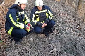 Feuerwehr Bochum: FW-BO: Verletzter Dachs in Bochum Stiepel gefangen - der Anfang einer langen Reise für das junge Wildtier...