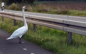 Polizeipräsidium Frankfurt am Main: POL-F: 170927 - 1057 Bundesautobahn 661: Mein lieber Schwan...