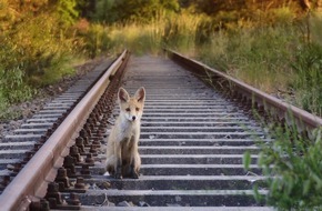 Wildtierschutz Deutschland e.V.: "Fuchsjagd beenden" auf dem Stimmzettel zur dritten bundesweiten Volksabstimmung