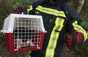Feuerwehr Bochum: FW-BO: Die Feuerwehr rettete eine junge Katze aus einem Baum, in dem sie schon zwei Tage verweilte.
Anwohner vernahmen ein dauerhaftes Katzengeheul, und alarmierten daraufhin die Feuerwehr.