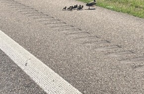 Polizeipräsidium Freiburg: POL-FR: Autobahn A5 / Neuenburg: Autobahn wegen Familienausflug einer Entenfamilie mehrfach kurzzeitig gesperrt