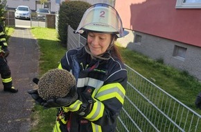 Freiwillige Feuerwehr Celle: FW Celle: Igel aus misslicher Lage befreit