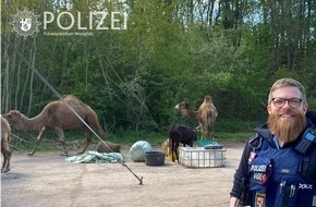 Polizeipräsidium Westpfalz: POL-PPWP: Ein Kamel als Ausbruchshelfer
