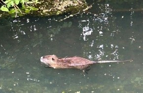 Polizeidirektion Landau: POL-PDLD: Hagenbach - Nutria verursacht Unfall