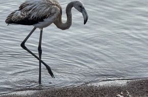 Polizeipräsidium Freiburg: POL-FR: Folgemeldung zu: Seltener Besucher im Hochschwarzwald - "Tierischer Tourist" aus dem Süden macht Station am Titisee - Junger Flamingo möchte im Schwarzwald auf 845 m.ü.NHN übernachten.