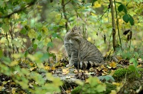 BUND: Wildkatze gewinnt Lebensräume zurück / Neue Nachweise der gefährdeten Art in mehreren Bundesländern