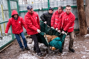 VIER PFOTEN rettet trächtige Löwin aus bulgarischem Inzucht-Zoo