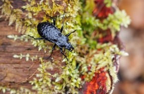 Heinz Sielmann Stiftung: PM Extrem seltener K&auml;ferfund in Niederbayern begeistert Experten