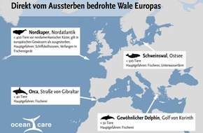 OceanCare: Wissenschaftler warnen: Europas Wale und Delphine vom Aussterben bedroht
