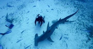 Nat Geo Wild: Mehr als nur ein Raubtier: National Geographic WILD präsentiert Sonderprogrammierung "Hai Life" im August