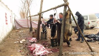 PETA Deutschland e.V.: Pelz - Made in China: Manfred Karremann und PETA enthüllen Tierquälerei für die aktuelle Wintermode / Recherche zeigt Chemieeinsatz und Tierleid in der Pelzproduktion