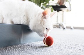 MHH Medien Handel GmbH: Neues Katzenspielzeug elektrisch und automatisch - dem Mini Ball kann keine Samtpfote widerstehen