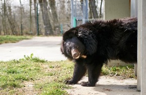Deutscher Tierschutzbund e.V.: PM - Frühlingserwachen der Bären im Weidefelder Tierschutzzentrum