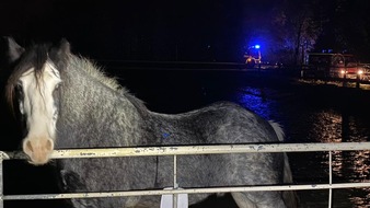 Feuerwehr Velbert: FW-Velbert: Nächtliche Begegnung mit einem ausgebüxten Pferd
