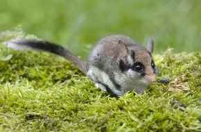 BUND: ++ Pestizide vergiften Gartenschläfer – Das Tier des Jahres 2023 ist auch durch Gifte stark gefährdet – #BesserOhneGift ++
