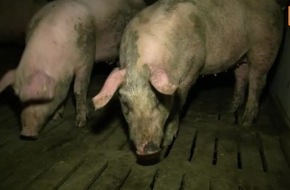 Recherche-Aktivist*innen in einem Bioland-Schweinebetrieb - ein augenöffnender Rundgang mit sehr persönlichen Bildern