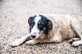 VIER PFOTEN - Stiftung für Tierschutz: Journée mondiale contre l’abandon d’animaux de compagnie - QUATRE PATTES lance un appel aux propriétaires