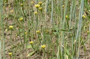 Deutsche Bundesstiftung Umwelt (DBU): DBU: "Lämmersalat" im Authausener Wald