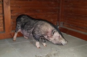 Polizeiinspektion Hameln-Pyrmont/Holzminden: POL-HM: Nachtrag zu unserer Meldung "Hängebauchschwein aufgefunden - Wer kennt den Besitzer?": Foto hinzugefügt