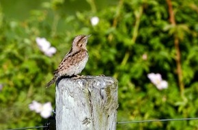 Heinz Sielmann Stiftung: PM F&uuml;r die Artenvielfalt im Rotachtal: Heinz Sielmann Stiftung legt neue Gew&auml;sser, Hecken und Streuobstwiesen an