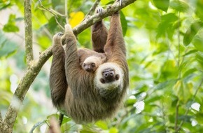 IFAW - International Fund for Animal Welfare: Artenschutzkonferenz stellt Zweifinger-Faultiere unter Schutz