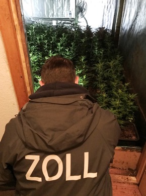 ZOLL-E: Drogenanbau vom Keller bis zum Dach
- Zollfahndungsamt Essen hebt Cannabisplantage mit 1.000 Pflanzen aus