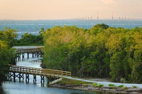 Austern: Ein wesentlicher Bestandteil der Naturlandschaft der Bradenton Gulf Islands