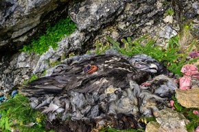 «Goldauer» Bartgeier erfolgreich ausgewildert