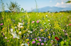 Wort & Bild Verlagsgruppe - Gesundheitsmeldungen: Pesto aus Wildkräutern: Vorsicht vor der Herbstzeitlosen / Mit Kräutern und Pflanzen aus der Natur lassen sich viele Gerichte herstellen oder aufpeppen - doch sollten sich Sammler vorher informieren