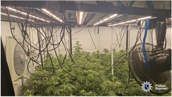 Polizei Bremen: POL-HB: Nr.: 0191 --Lautes Geschrei offenbart Cannabisplantage--