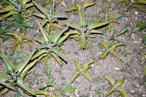 Dr. Hauschka feiert das 70jährige Bestehen des WALA Heilpflanzengartens