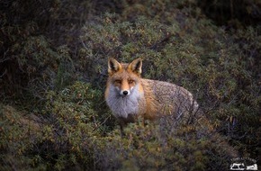 Wildtierschutz Deutschland e.V.: Hessen: Schwarz-Rot auf Kuschelkurs mit der Jägerschaft / Aufhebung von Schonzeiten während der Aufzuchtzeit