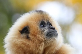Verband der Zoologischen Gärten (VdZ): Mütter werden getötet, um Nachwuchs zu verkaufen / Der Gibbon ist das "Zootier des Jahres 2019"