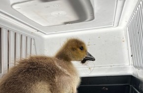 Feuerwehr Herdecke: FW-EN: Tierisches Wochenende und Person im Aufzug