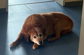 Polizeidirektion Trier: POL-PDTR: Fundhund