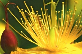 Deutscher Naturheilbund e.V.: Tag der Naturheilkunde am 8. Oktober 2011 / Jahresmotto "Pflanzen heilen Körper und Seele" (mit Bild)