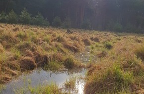 Deutsche Bundesstiftung Umwelt (DBU): DBU: Moorschutz ist Klimaschutz: Stiftungen präsentieren Lösungsansätze auf COP 28