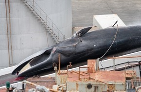 Whale & Dolphin Conservation gGmbH: IWC-Jubil&auml;um unter Druck: Neuer Angriff auf das Verbot des Walfangs