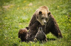 VIER PFOTEN - Stiftung für Tierschutz: Vergesellschaftung geglückt - Bärin Jambolina trifft im Arosa Bärenland zum ersten Mal auf einen Artgenossen