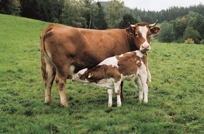 VIER PFOTEN - Stiftung für Tierschutz: VIER PFOTEN klärt auf: Das sollten Wanderer über Kühe wissen (BILD)