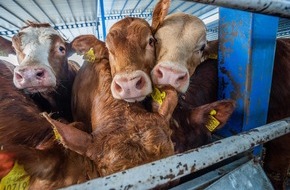 VIER PFOTEN - Stiftung für Tierschutz: Tragödie auf See geht weiter: Die «Elbeik» fährt nach beinahe dreimonatiger Irrfahrt mit 1’776 Rindern an Bord ebenfalls zurück in die EU
