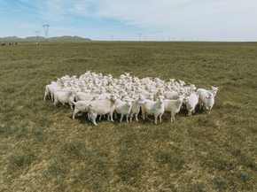 The Good Cashmere Standard überzeugt unabhängige Prüfer mit Transparenz und Nachhaltigkeit in der Kaschmirproduktion