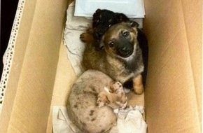 Hauptzollamt Regensburg: HZA-R: Zoll stoppt Tierschmuggel bei Wernberg-Köblitz: Drei Hundewelpen im Karton entdeckt