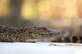 3sat: Im Einsatz für das Kubakrokodil: 
3sat-Dokumentation über das bedrohte Reptil