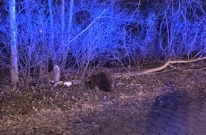 Polizeidirektion Ratzeburg: POL-RZ: Biber verursacht Verkehrsunfall