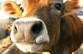 Danone DACH: Frisch aus der Danone Molkerei: Fakten zum Tag der Milch (BILD)