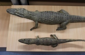Polizeidirektion Kaiserslautern: POL-PDKL: Zwei ausgestopfte Alligatoren aufgefunden